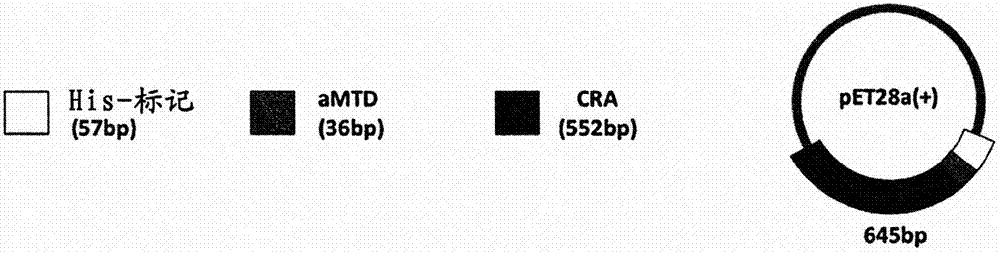 改进细胞透性的高级大分子转导域（aMTD）序列、编码其的多核苷酸、鉴定包含其的aMTD的独特特征的方法、开发包含其的aMTD序列的方法与流程