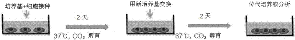 三维细胞培养系统和使用该系统的细胞培养方法与流程