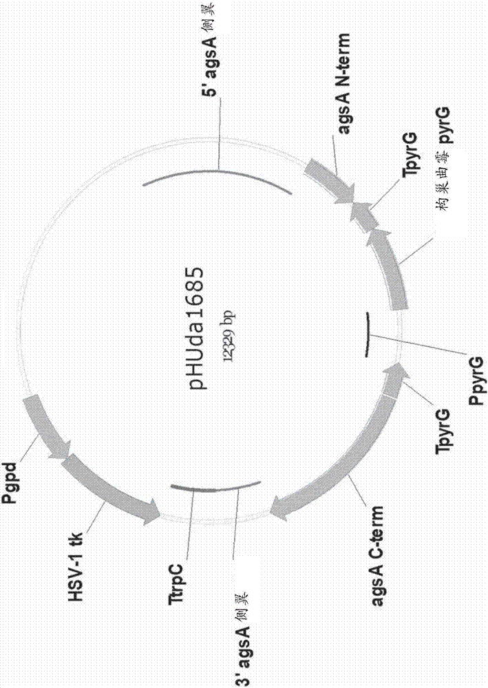 絲狀真菌雙重突變體宿主細(xì)胞的制造方法與工藝