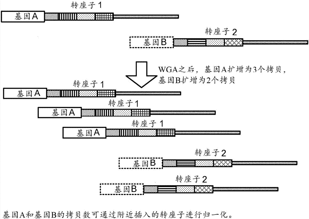 通过数字化转座子的单倍体组测定的制造方法与工艺