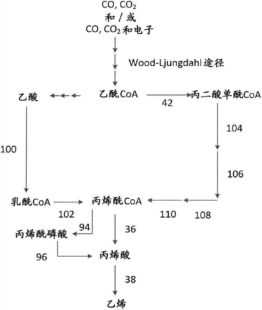 从乙酰‑COA产生烯烃的重组微生物的制造方法与工艺