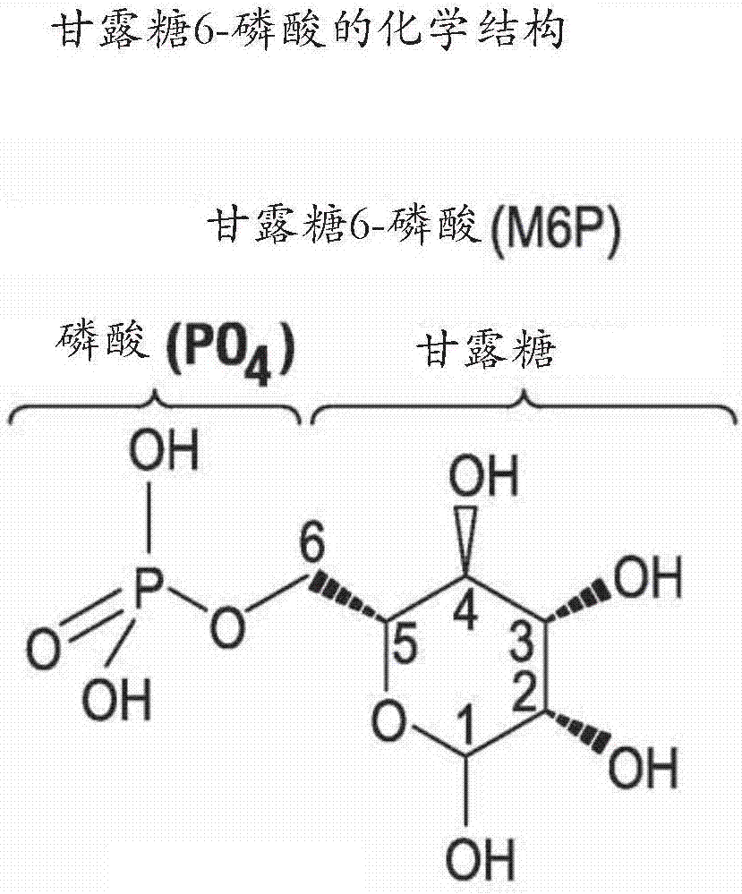 具有增强的碳水化合物的高强度酸性Α‑葡糖苷酶的制造方法与工艺