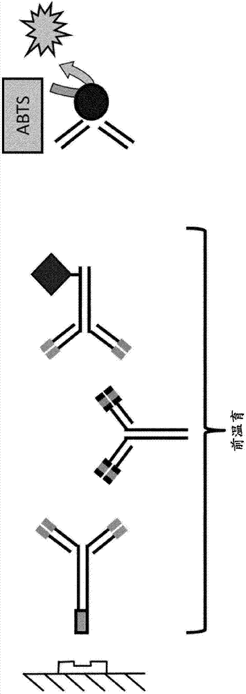 用于測定針對效應(yīng)子功能抑制的人或人源化藥物抗體的抗藥物抗體的方法與流程