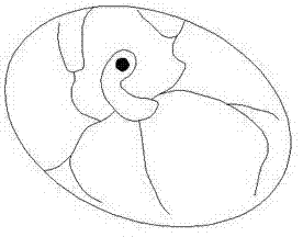 一種禽胚蛋無(wú)損性別判定方法與流程