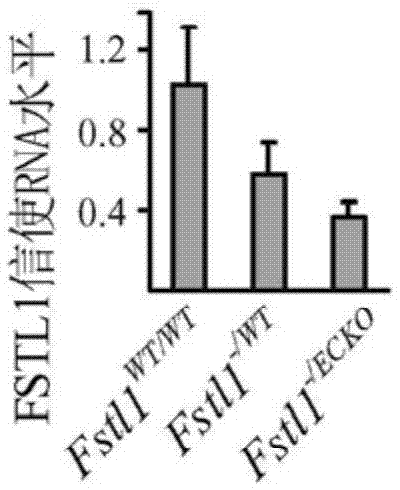 FSTL1在肝脏等组织抗纤维化的稳态调节中的保护作用与应用的制造方法与工艺