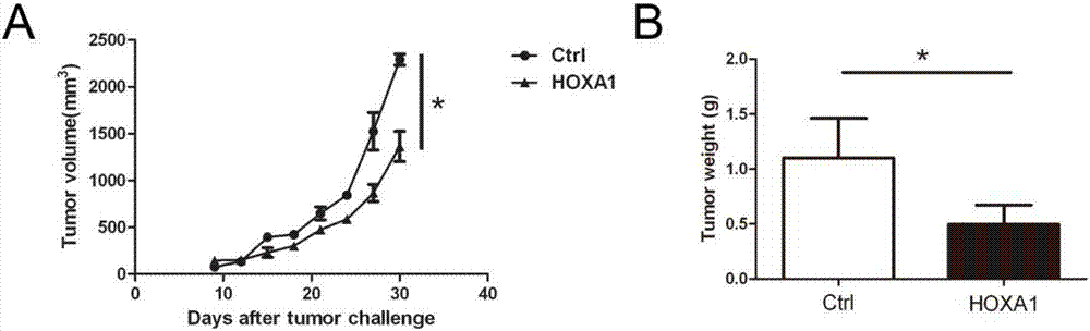 HOXA1在制备抗肿瘤药物中的用途的制造方法与工艺