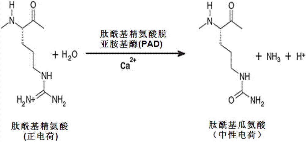 对修饰后自体表位的抗肿瘤免疫应答的制造方法与工艺