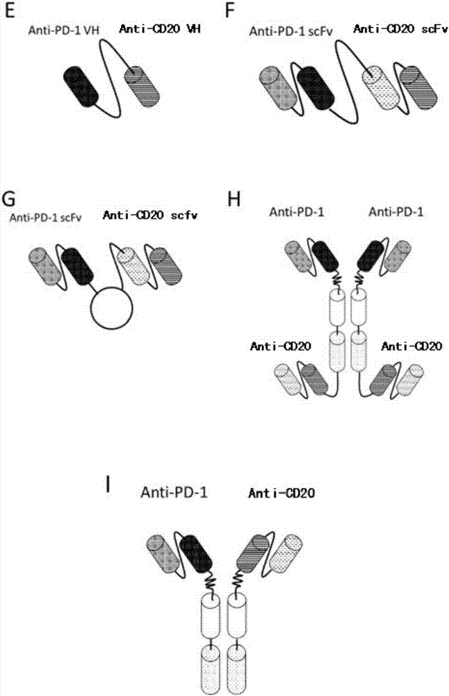 抗PD1和CD20双特异性抗体及其应用的制造方法与工艺