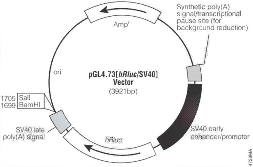 烟粉虱噻虫嗪抗性基因CYP6DZ7及其启动子的制造方法与工艺