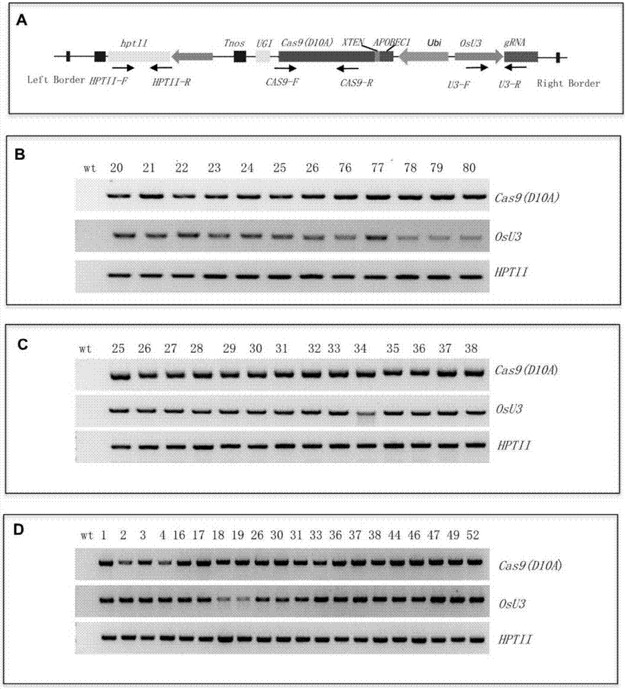 一种CRISPR/nCas9介导的定点碱基替换在植物中的应用的制造方法与工艺