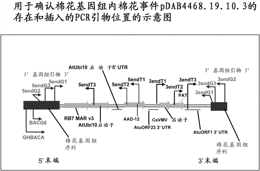 除草劑耐受性棉花事件pDAB4468.19.10.3的制造方法與工藝