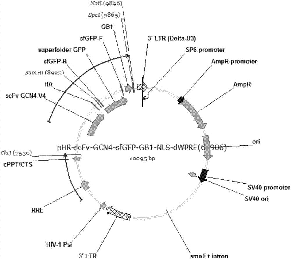 一種基于CRISPRCas9系統(tǒng)對哺乳動物細胞基因組進行活體定位的載體及其應用的制造方法與工藝