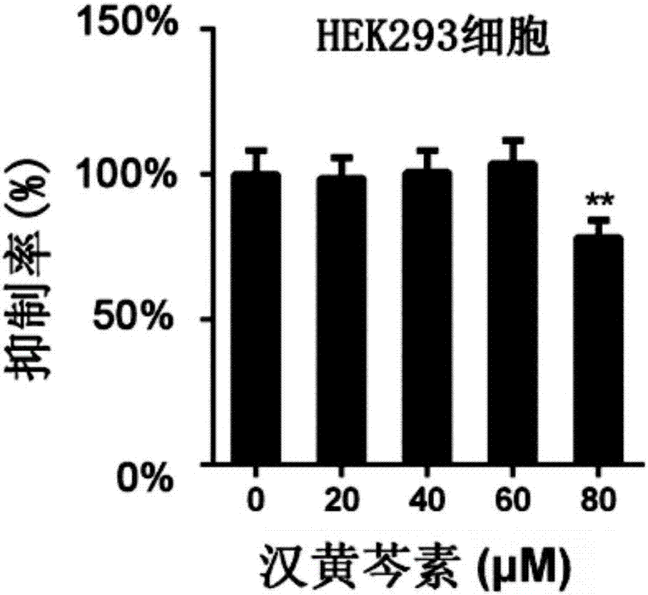 汉黄芩素在制备治疗肾细胞癌药物中的应用的制造方法与工艺