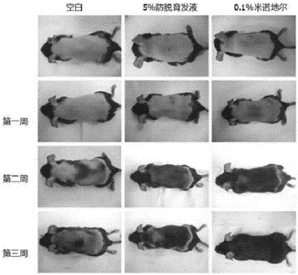 一種天然防脫育發(fā)石斛花油的制造方法與工藝