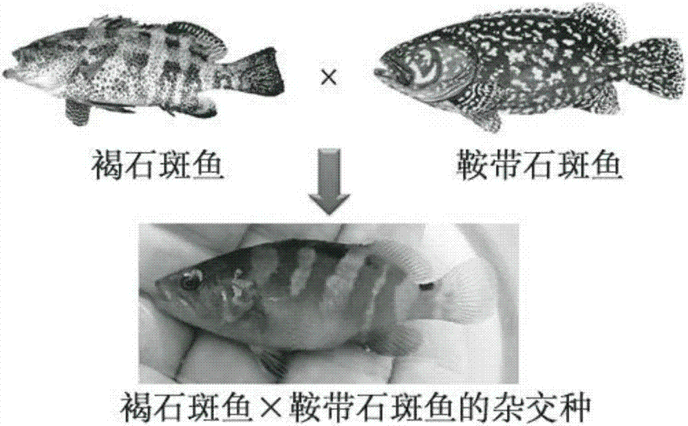 褐石斑鱼与鞍带石斑鱼的杂交种及其生产方法与流程