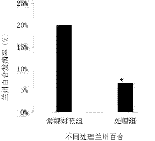 一种兰州百合专用复合微生物菌剂及其制备方法与流程