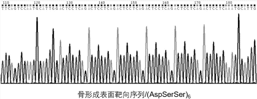 一種靶向骨的外泌體載體、CRISPR/Cas9基因編輯系統(tǒng)及應用的制造方法與工藝