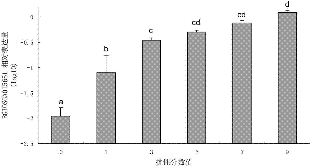 调控水稻抗飞虱基因BGIOSGA015651及其应用的制造方法与工艺