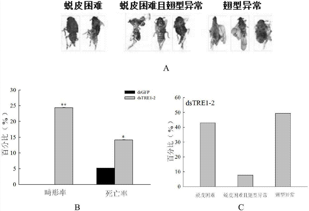 一种几丁质代谢调控基因、编码蛋白、载体、工程菌及其应用的制造方法与工艺