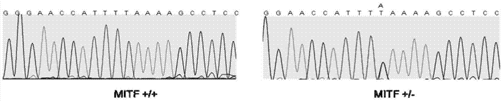 一种猪MITF基因突变的检测方法与流程