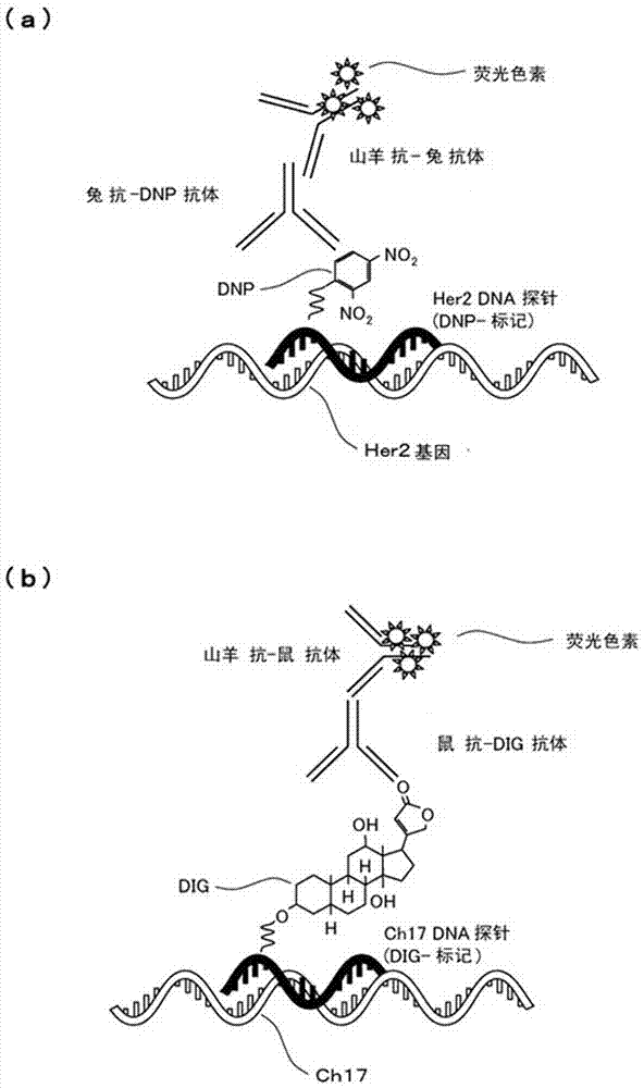 细胞选择方法、细胞检测方法、细胞选择装置及检测装置与流程