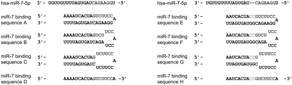 miRancer分子的設(shè)計與應(yīng)用的制造方法與工藝