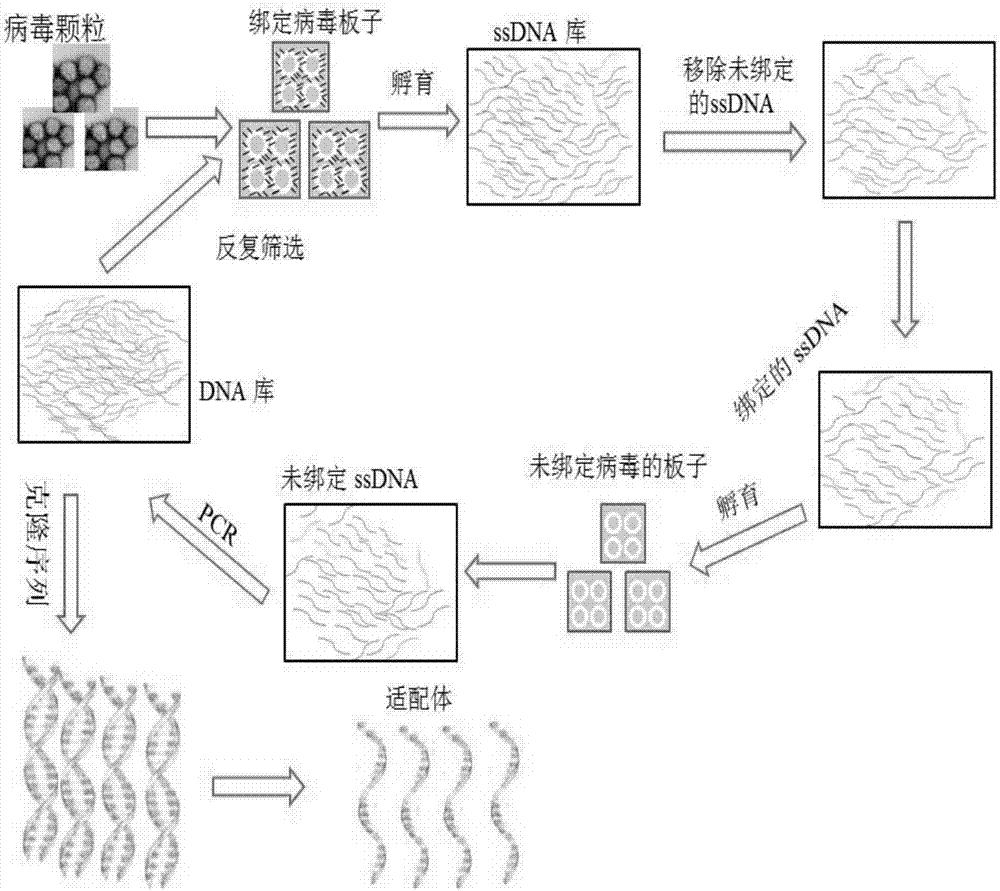 草鱼呼肠孤病毒的核酸适配体及其衍生物、筛选方法和应用与流程