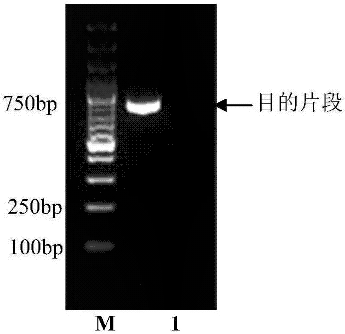 一种黑鲷DNA条形码标准检测序列及其应用的制造方法与工艺