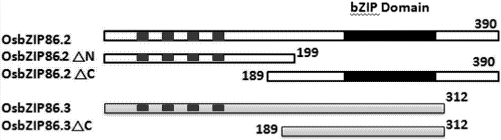 水稻OsbZIP86基因及其编码蛋白在干旱胁迫中的应用的制造方法与工艺