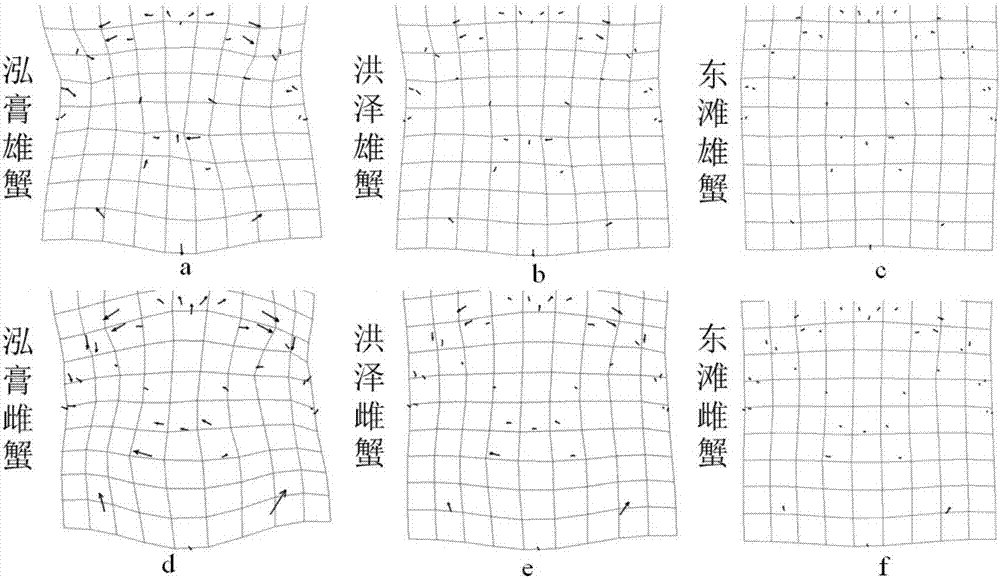 一種基于中華絨螯蟹背甲形態(tài)的產(chǎn)地判別方法與流程