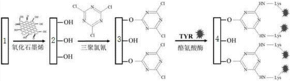 一種酪氨酸酶電化學(xué)生物傳感器及其制備、應(yīng)用方法與流程