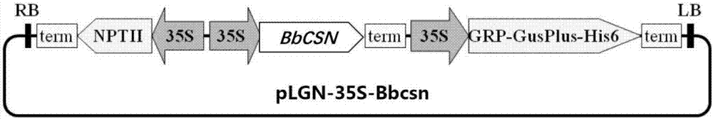 球孢白僵菌脱乙酰几丁质酶BbCSN在防治植物病原真菌中的用途的制造方法与工艺