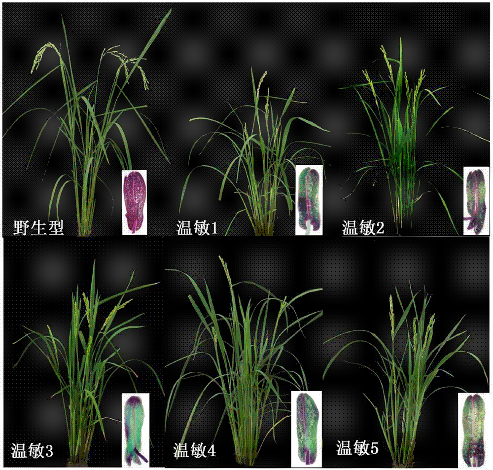 一種獲得光溫敏核不育水稻的方法與流程