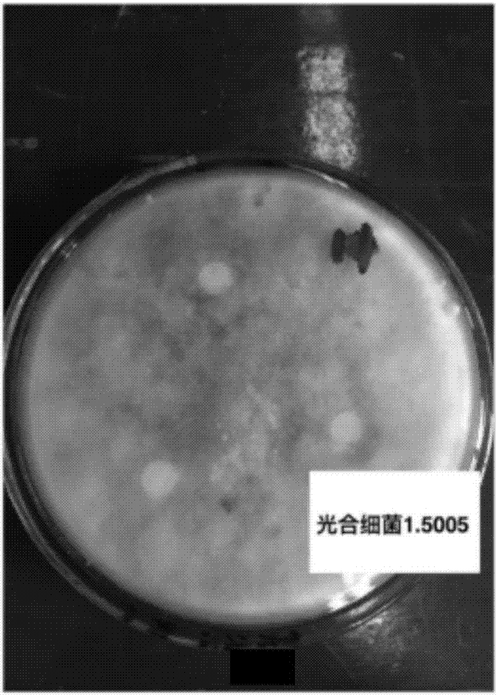 一種灰霉病防治方法與流程