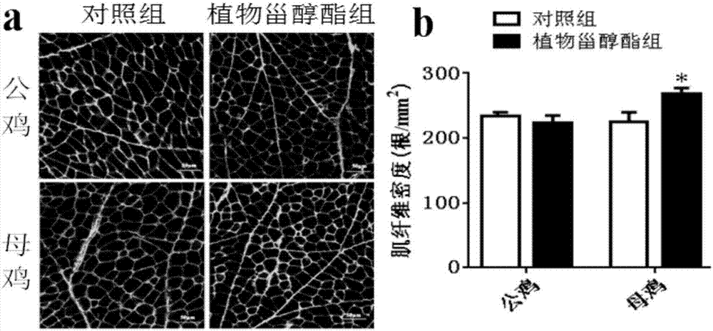 一种母源性添加植物甾醇酯促进子代鸡生长的方法与流程