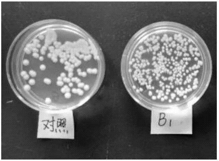 N15多肽在制備真菌抑制劑中的用途的制造方法與工藝