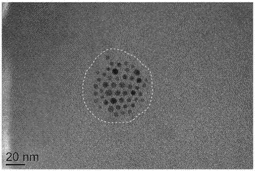 一種多功能高分子納米粒及制備方法和應(yīng)用與流程