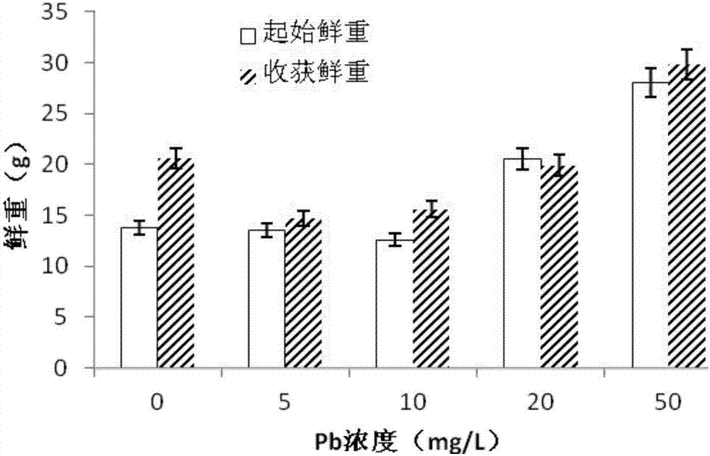 一种菖蒲对水中铅富集能力的模拟方法与流程