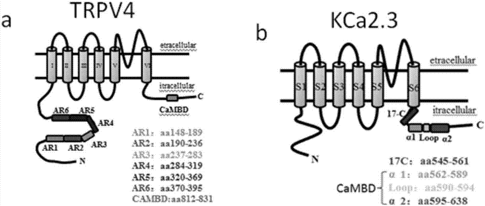 一种增强TRPV4‑KCa2.3复合体耦联度的化合物及其在抗高血压中的应用的制造方法与工艺