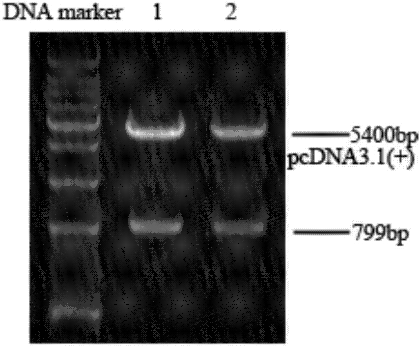 一种细胞膜定位信号肽及其编码基因和应用的制造方法与工艺