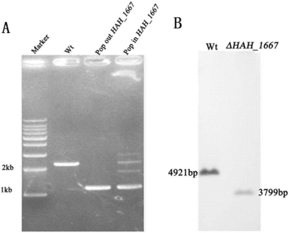 基因HAH_1667在制备多糖中的应用的制造方法与工艺