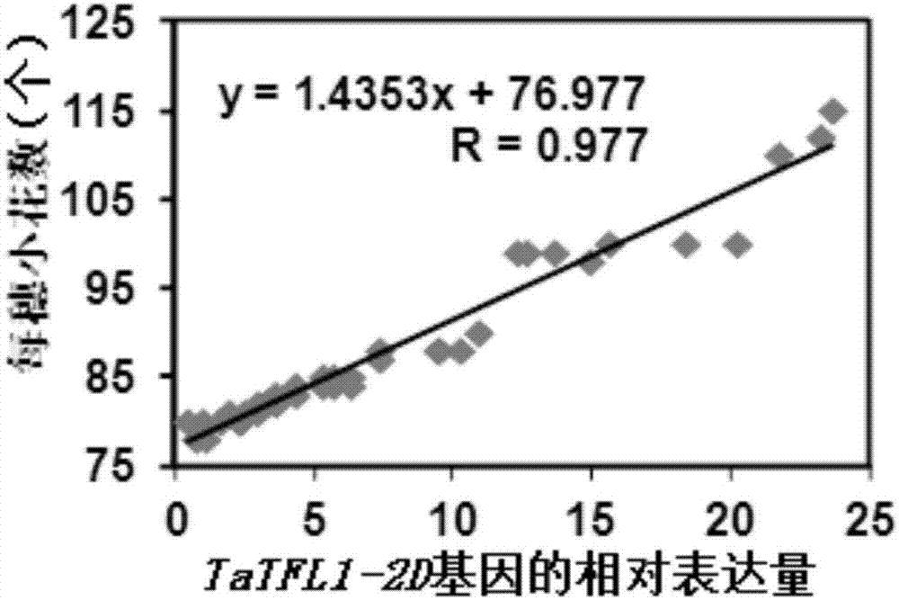 蛋白质TaTFL1‑2D及其编码基因与应用的制造方法与工艺