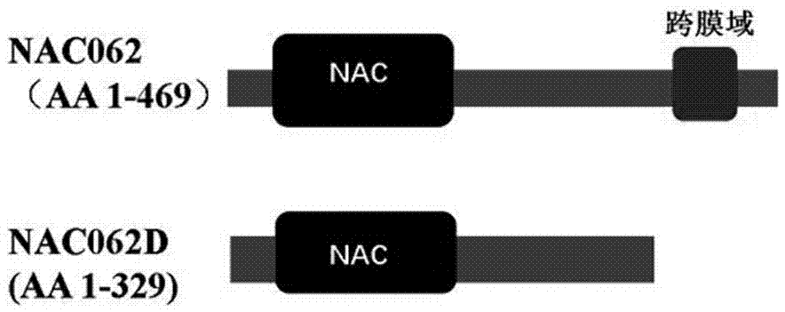 NAC062D轉(zhuǎn)錄因子蛋白及其編碼基因在抑制種子發(fā)芽中的應(yīng)用的制造方法與工藝