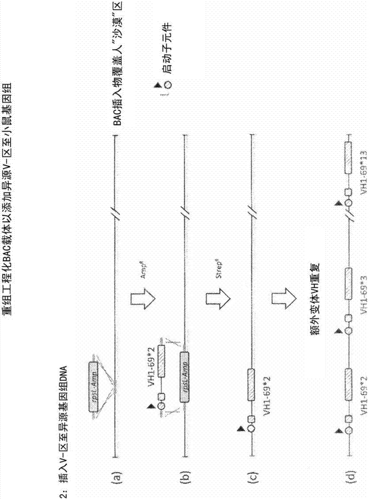 免疫球蛋白基因多樣性的操縱及多抗體治療劑的制造方法與工藝