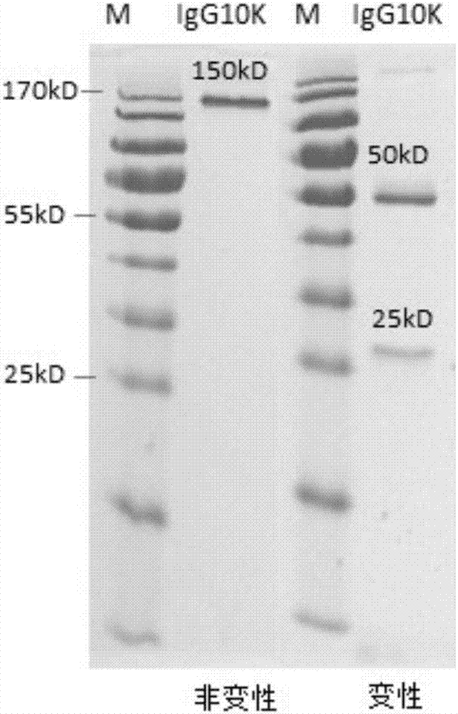 人源抗H7N9禽流感病毒高親和力抗體10K及其應用的制造方法與工藝