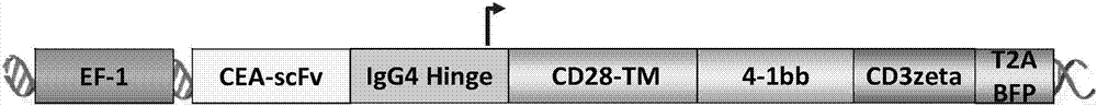 CEA.CAR?T及其制備與應(yīng)用的制造方法與工藝