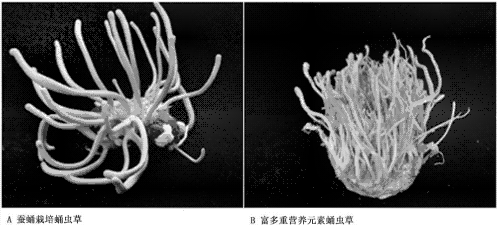 一种富营养元素蛹虫草咀嚼片及其制备方法与应用与流程