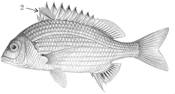 一種魚類的超聲波發(fā)射器標(biāo)志方法與流程