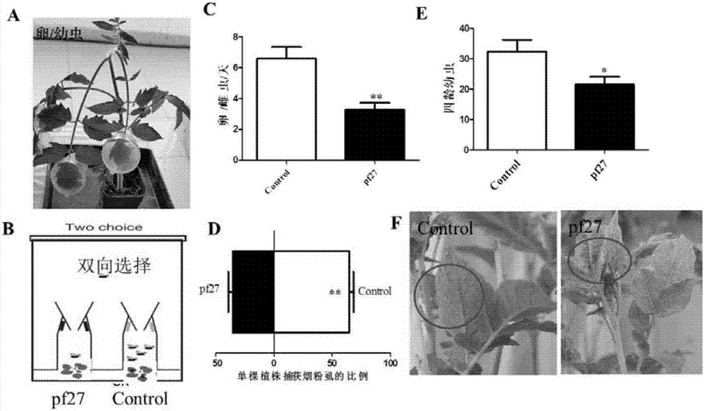 熒光假單胞菌pf27在抗煙粉虱和防治馬鈴薯病害中的應(yīng)用的制造方法與工藝