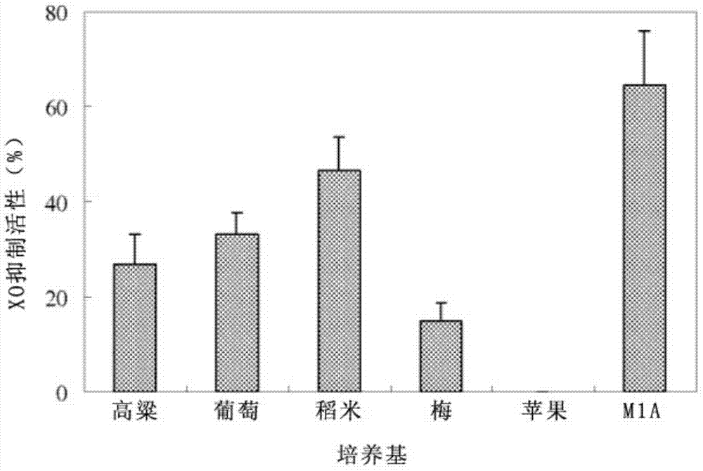 新的醋酸桿菌菌株、葡糖酸醋酸桿菌菌株及其用于抑制黃嘌呤氧化酶的代謝產(chǎn)物的制造方法與工藝